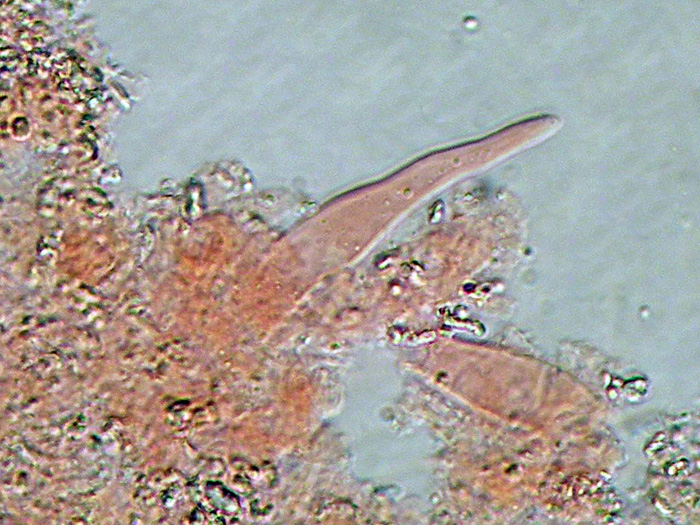 Penso ad un Vuilleminia sp-foto5046 (Vuilleminia cystidiata)